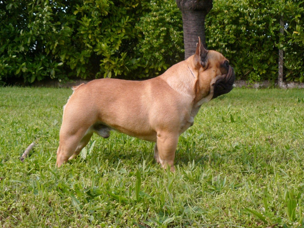 Prime alfonss du Berceau des Loups Anges