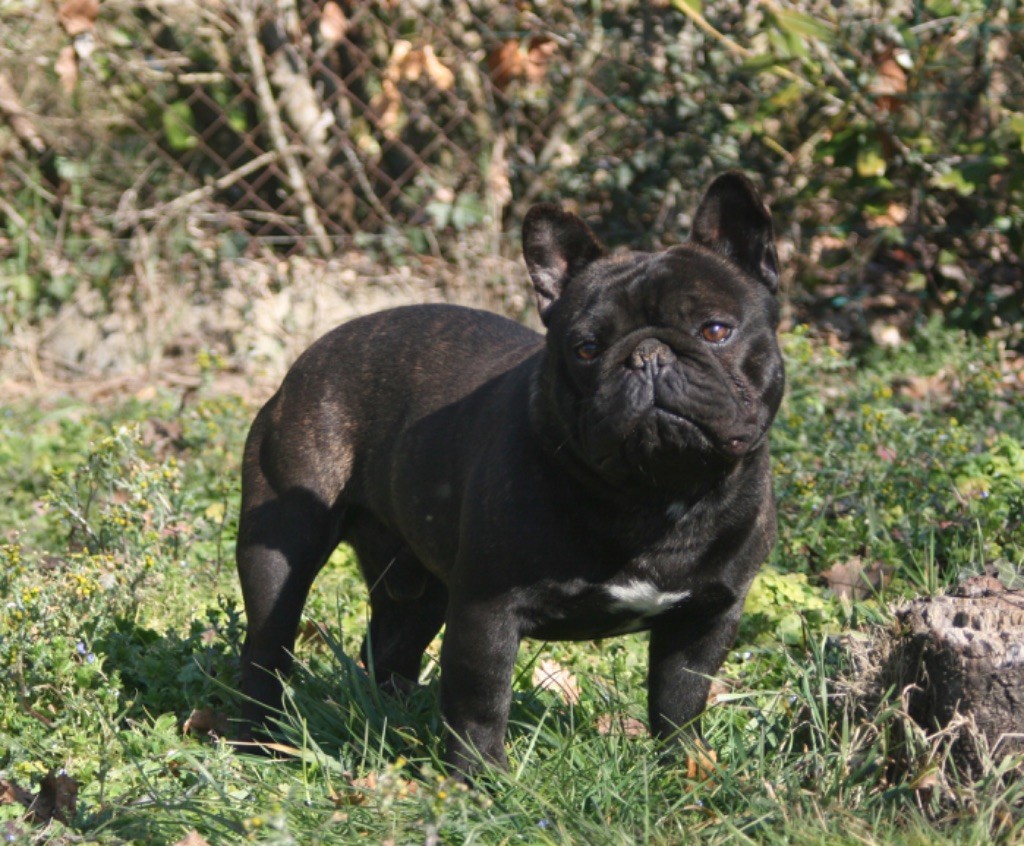 Simba Du Chateau Du Grand Selve