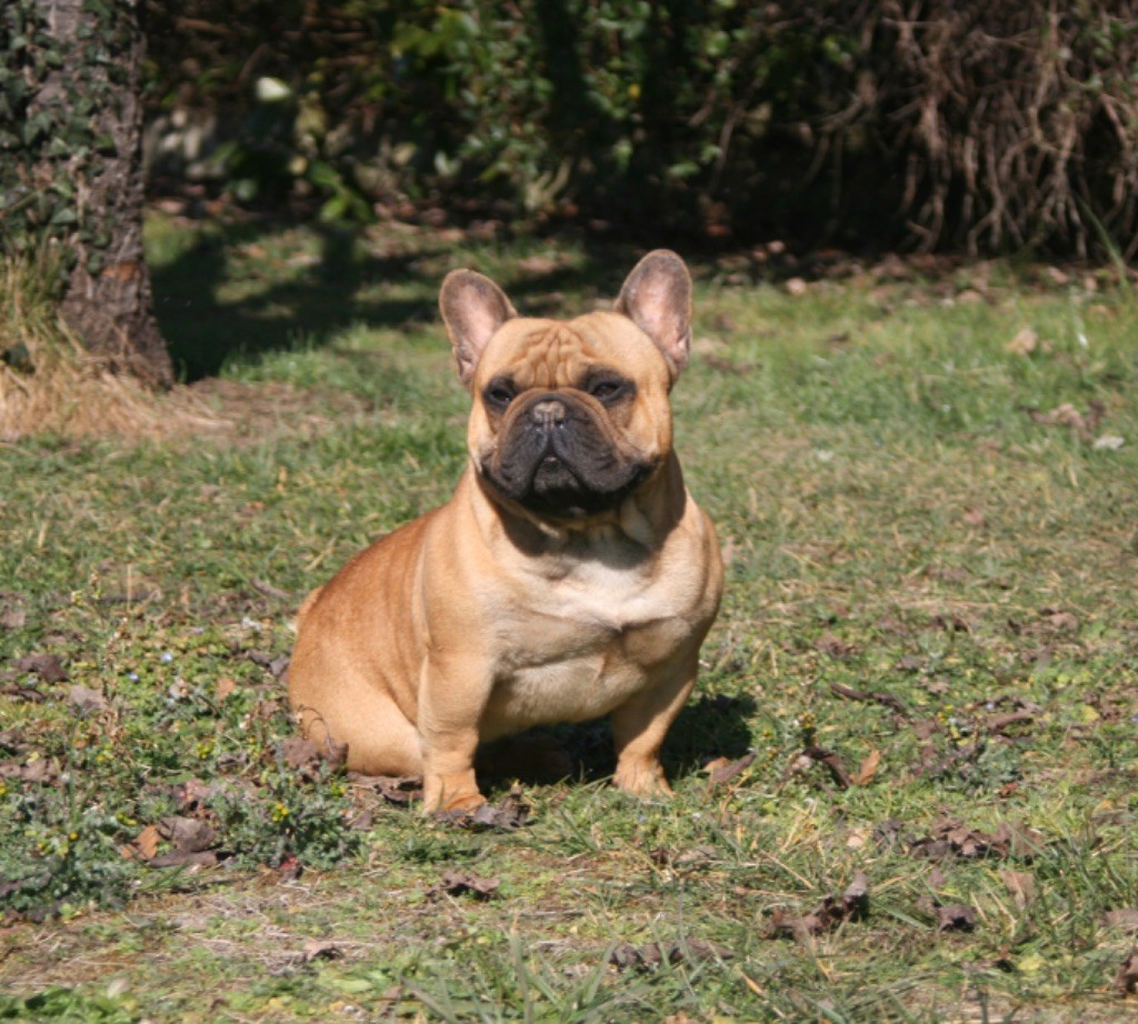 Prime alfonss du Berceau des Loups Anges