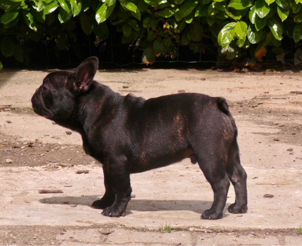 Simba Du Chateau Du Grand Selve