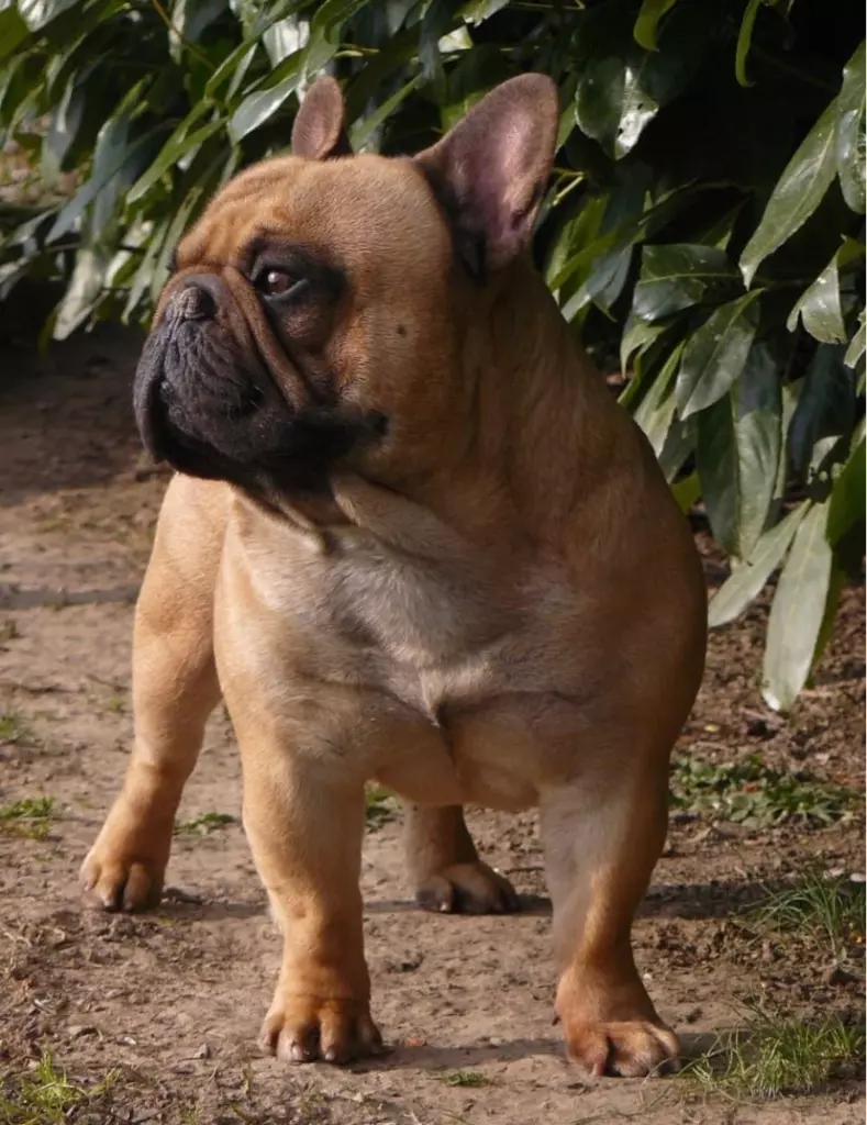 Prime alfonss du Berceau des Loups Anges