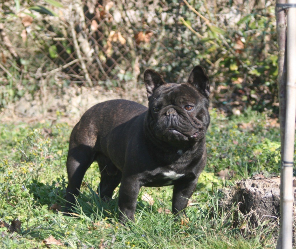 Simba Du Chateau Du Grand Selve