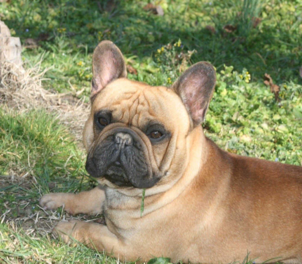 Prime alfonss du Berceau des Loups Anges