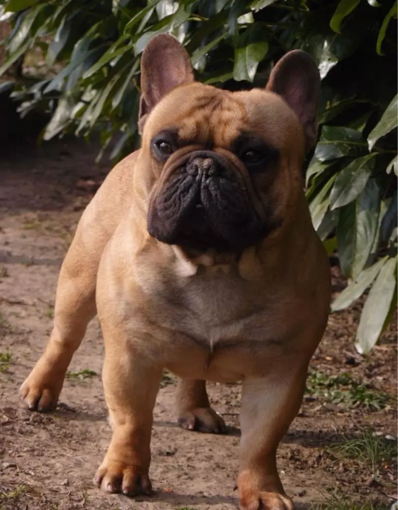 Prime alfonss du Berceau des Loups Anges